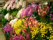「花三」　（大阪府大阪市中央区）の花屋店舗写真2